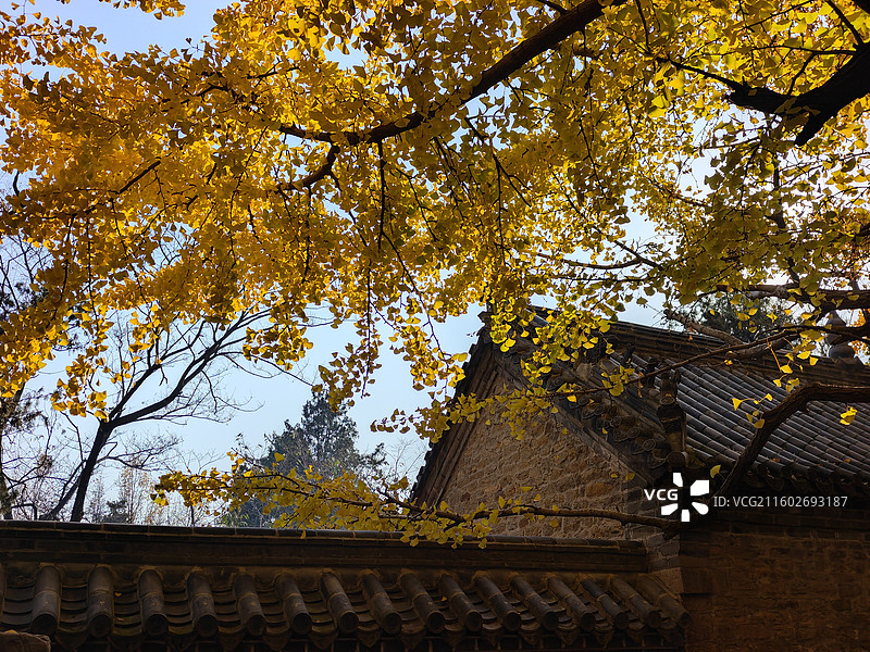 立冬节气，莒县浮来山定林寺天下第一银杏树黄叶图片素材