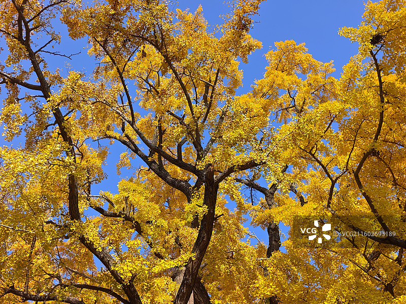 立冬节气，莒县浮来山定林寺天下第一银杏树黄叶图片素材