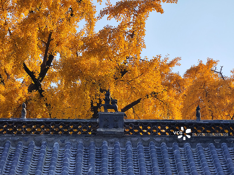 立冬节气，莒县浮来山定林寺天下第一银杏树黄叶图片素材