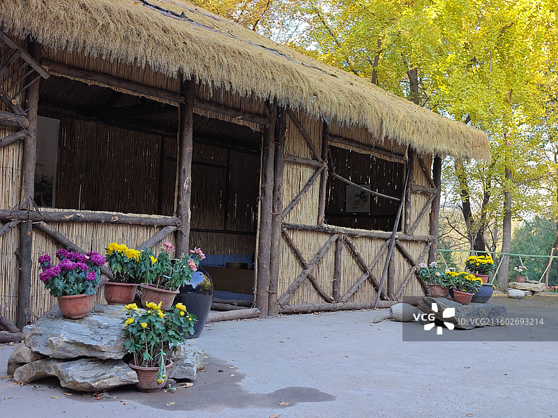 立冬节气，莒县浮来山定林寺天下第一银杏树黄叶图片素材