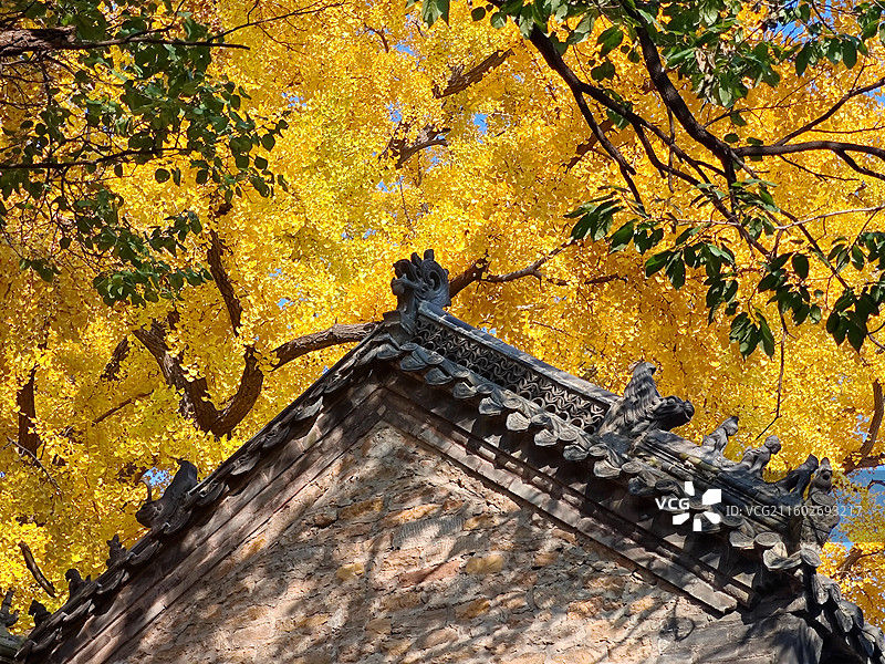 立冬节气，莒县浮来山定林寺天下第一银杏树黄叶图片素材