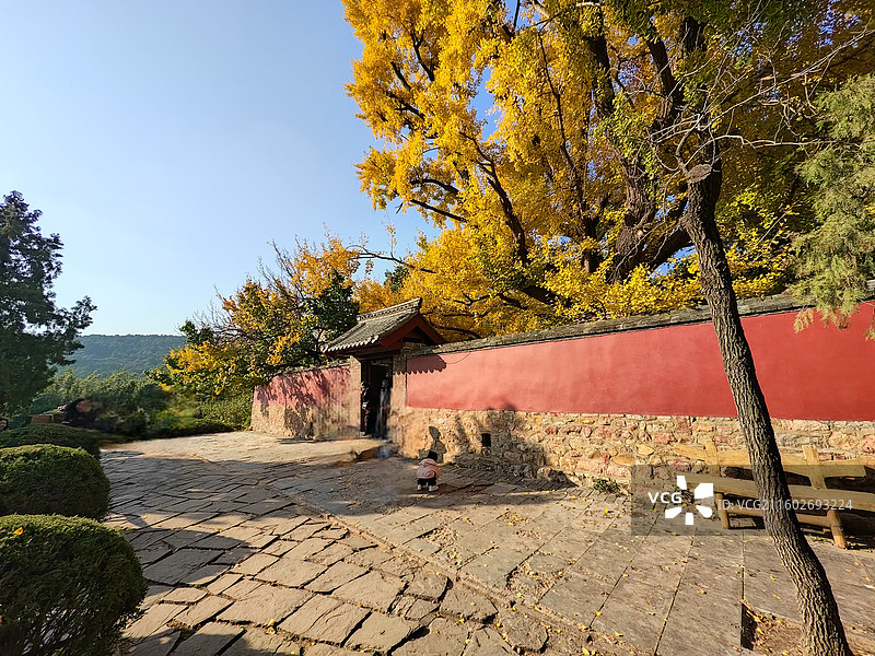 立冬节气，莒县浮来山定林寺天下第一银杏树黄叶图片素材