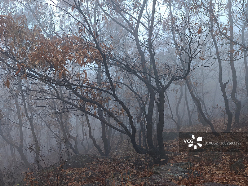 立冬节气，攀爬莒县屋楼崮，大雾天气图片素材