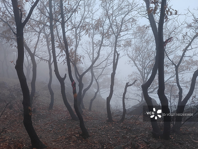 立冬节气，攀爬莒县屋楼崮，大雾天气图片素材