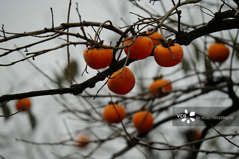 杭州 萧山 梅里村 柿子树 古树 柿子 柿子林 水果 秋天 霜降 立冬 秋季 风景图片素材