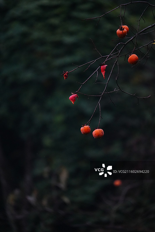 杭州 萧山 梅里村 柿子树 古树 柿子 柿子林 水果 秋天 霜降 立冬 秋季 风景图片素材