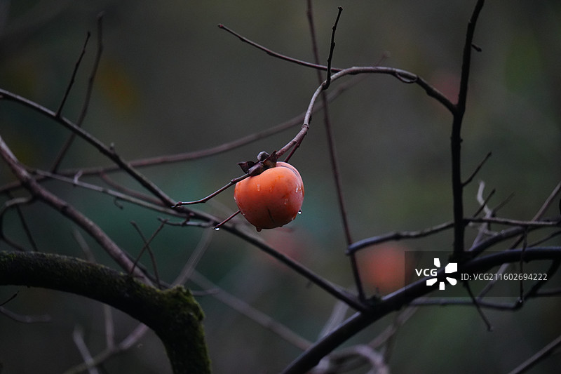 杭州 萧山 梅里村 柿子树 古树 柿子 柿子林 水果 秋天 霜降 立冬 秋季 风景图片素材