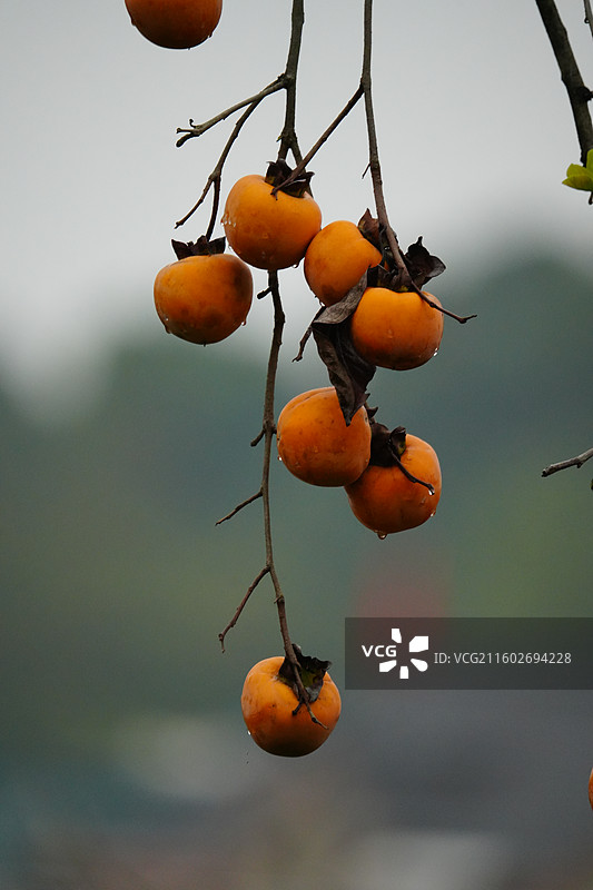 杭州 萧山 梅里村 柿子树 古树 柿子 柿子林 水果 秋天 霜降 立冬 秋季 风景图片素材