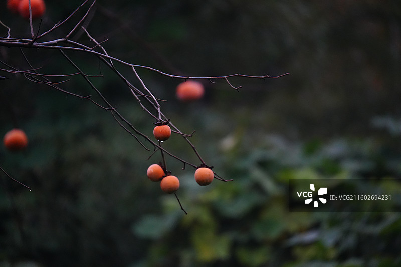 杭州 萧山 梅里村 柿子树 古树 柿子 柿子林 水果 秋天 霜降 立冬 秋季 风景图片素材