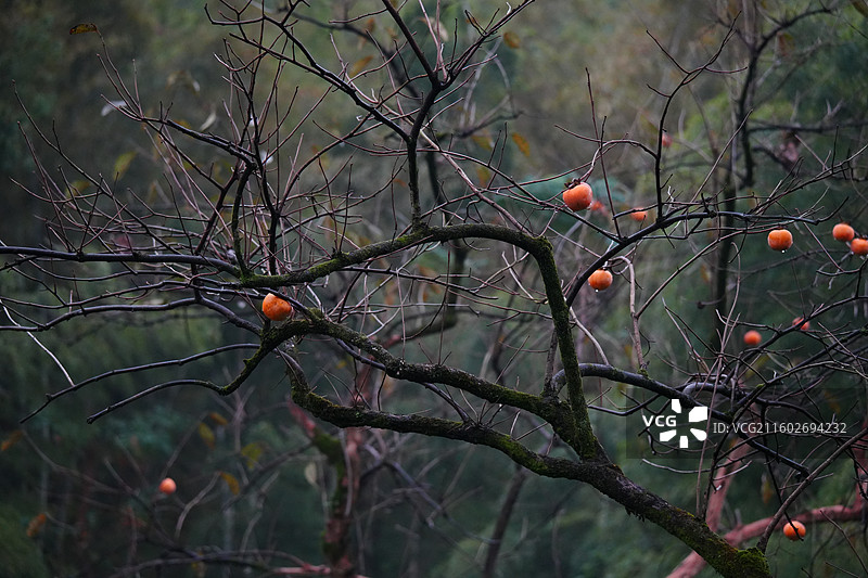 杭州 萧山 梅里村 柿子树 古树 柿子 柿子林 水果 秋天 霜降 立冬 秋季 风景图片素材