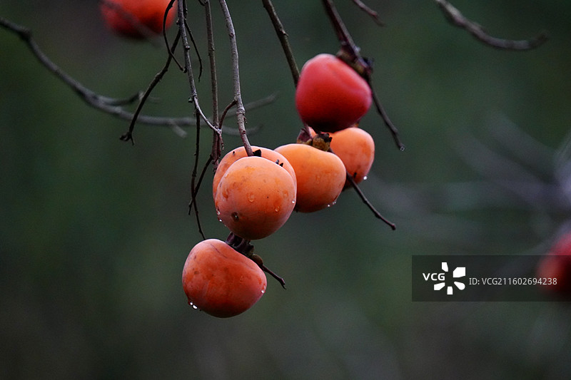 杭州 萧山 梅里村 柿子树 古树 柿子 柿子林 水果 秋天 霜降 立冬 秋季 风景图片素材