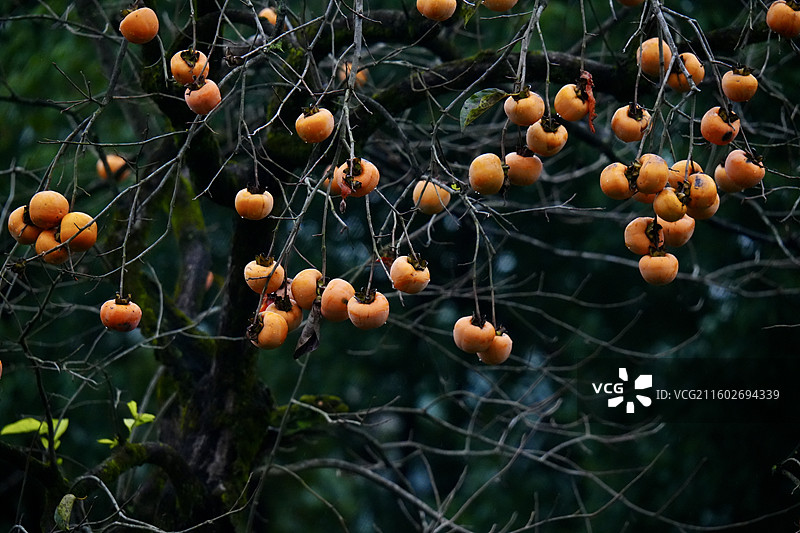 杭州 萧山 梅里村 柿子树 古树 柿子 柿子林 水果 秋天 霜降 立冬 秋季 风景图片素材