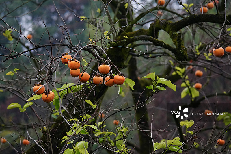 杭州 萧山 梅里村 柿子树 古树 柿子 柿子林 水果 秋天 霜降 立冬 秋季 风景图片素材