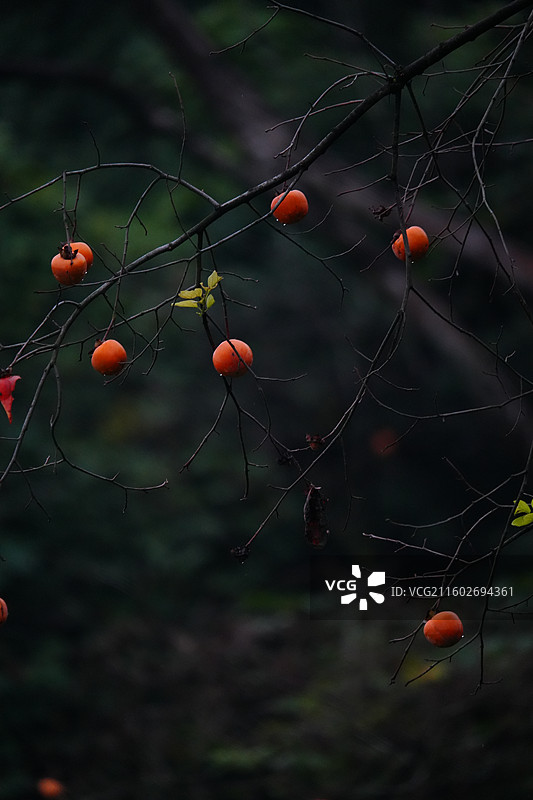 杭州 萧山 梅里村 柿子树 古树 柿子 柿子林 水果 秋天 霜降 立冬 秋季 风景图片素材