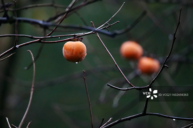 杭州 萧山 梅里村 柿子树 古树 柿子 柿子林 水果 秋天 霜降 立冬 秋季 风景图片素材