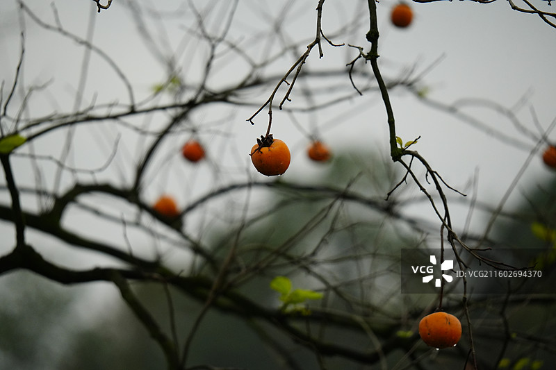 杭州 萧山 梅里村 柿子树 古树 柿子 柿子林 水果 秋天 霜降 立冬 秋季 风景图片素材