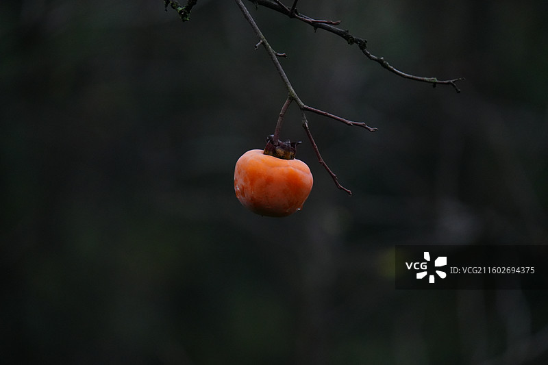 杭州 萧山 梅里村 柿子树 古树 柿子 柿子林 水果 秋天 霜降 立冬 秋季 风景图片素材