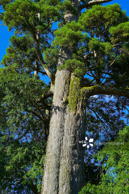 福建省三明市，大田县，东坂村，安良堡，土堡，历史建筑图片素材
