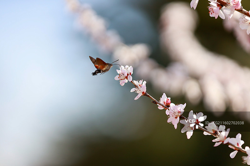 蜜蜂采花蜜图片素材