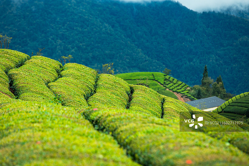 湖北省恩施州鹤峰县走马镇木耳山茶园图片素材