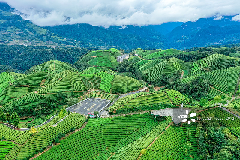 湖北省恩施州鹤峰县走马镇木耳山茶园图片素材