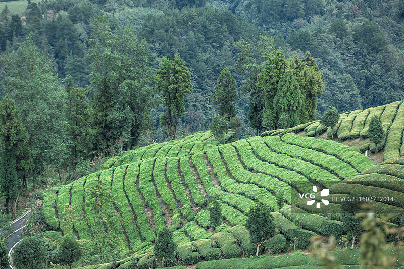 湖北省恩施州鹤峰县走马镇木耳山茶园图片素材