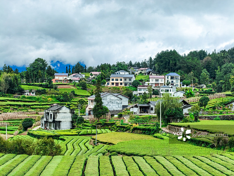 湖北省恩施州鹤峰县走马镇木耳山茶园图片素材