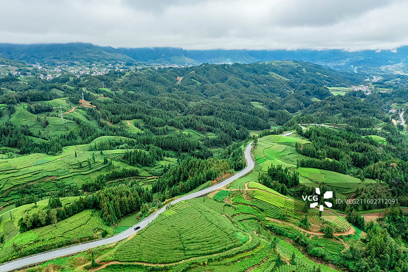 湖北省恩施州鹤峰县走马镇木耳山茶园图片素材
