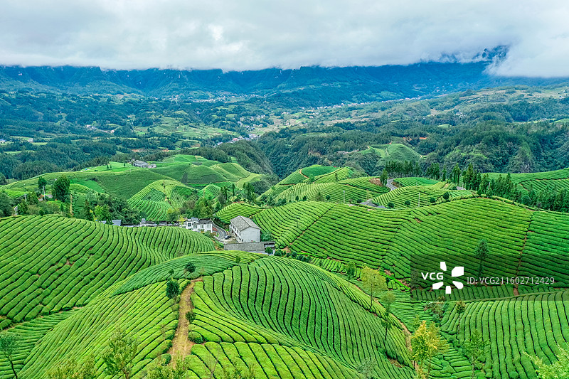湖北省恩施州鹤峰县走马镇木耳山茶园图片素材