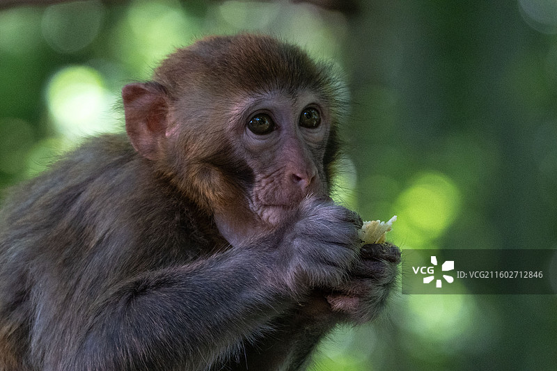 黔灵山的野生猕猴群食用人类食物图片素材