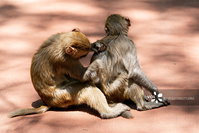 黔灵山的野生猕猴群食用人类食物图片素材