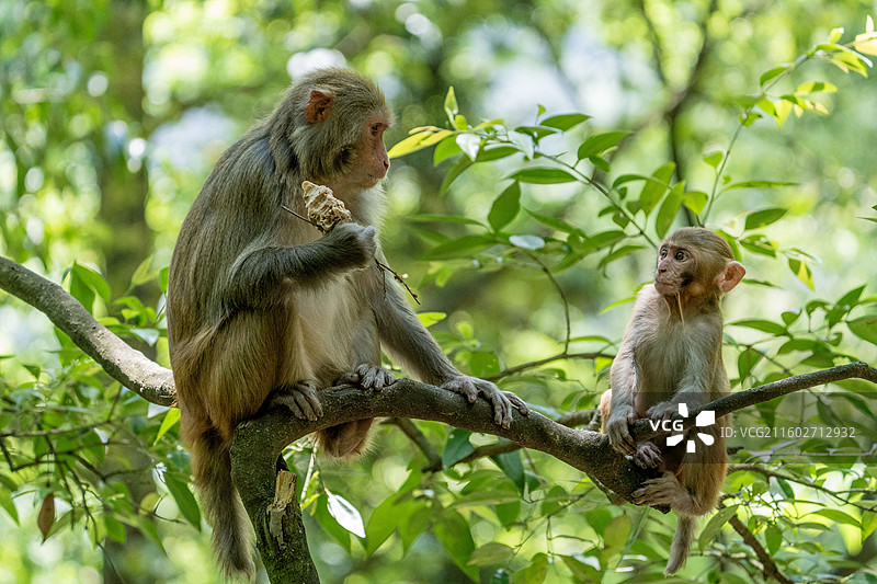 黔灵山的野生猕猴群食用人类食物图片素材
