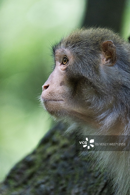 黔灵山的野生猕猴群食用人类食物图片素材