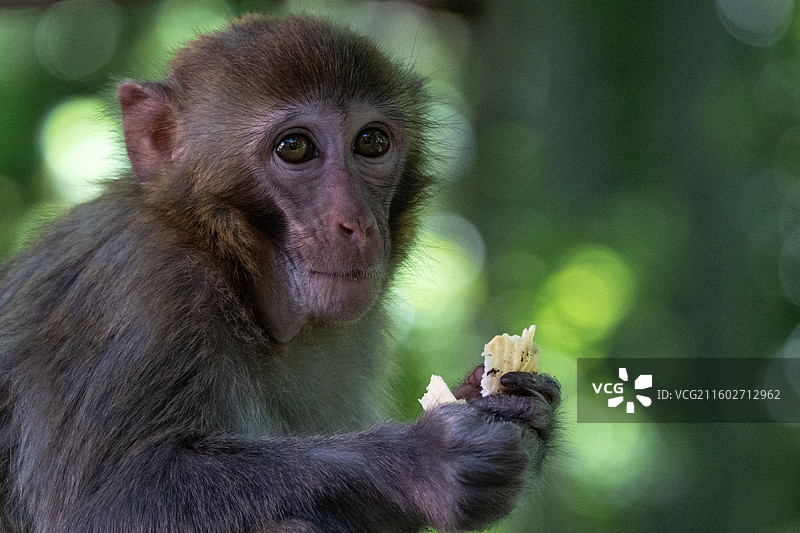 黔灵山的野生猕猴群食用人类食物图片素材