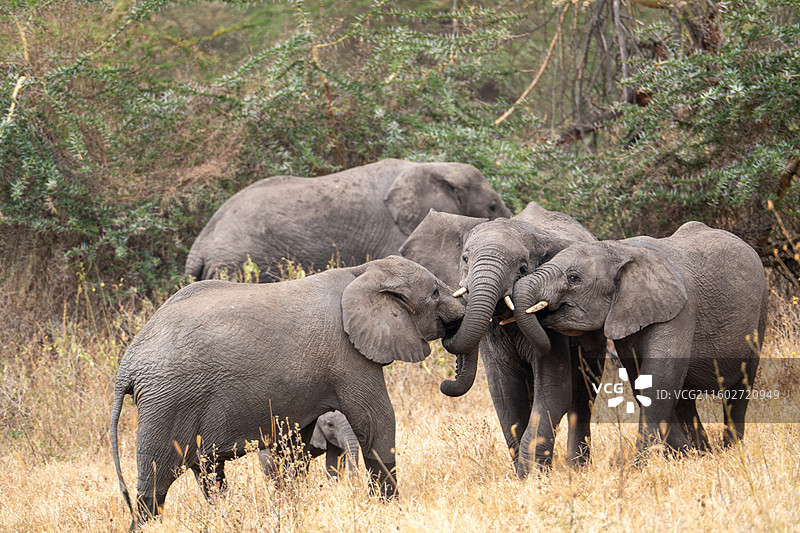 坦桑尼亚恩戈罗恩戈罗火山口的象群图片素材