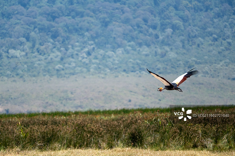 坦桑尼亚恩戈罗恩戈罗火山口的灰冠鹤图片素材