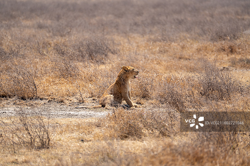坦桑尼亚恩戈罗恩戈罗火山口午睡的小狮子图片素材