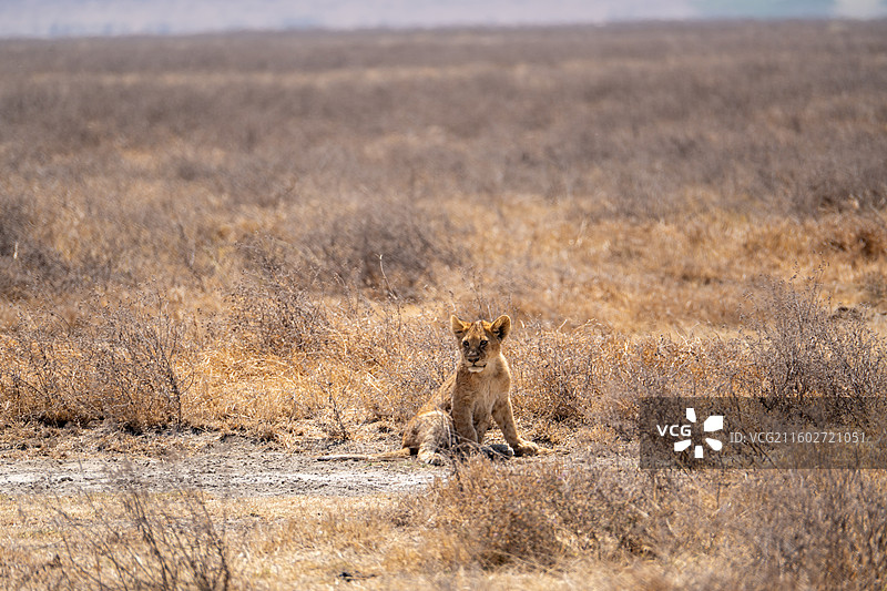 坦桑尼亚恩戈罗恩戈罗火山口午睡的小狮子图片素材