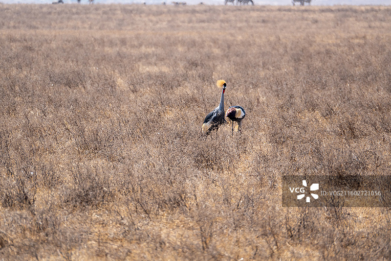 坦桑尼亚恩戈罗恩戈罗火山口的灰冠鹤图片素材