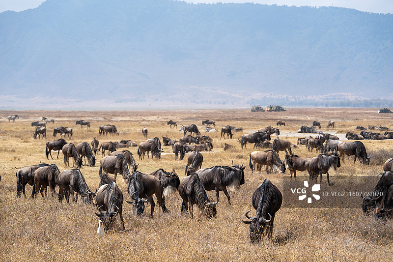 坦桑尼亚恩戈罗恩戈罗火山口的角马图片素材