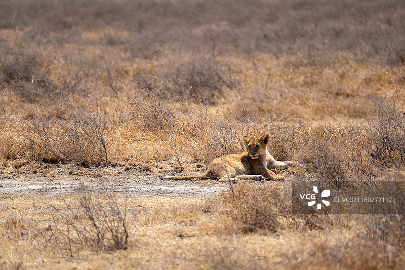 坦桑尼亚恩戈罗恩戈罗火山口午睡的小狮子图片素材