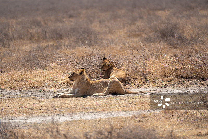 坦桑尼亚恩戈罗恩戈罗火山口午睡的小狮子图片素材