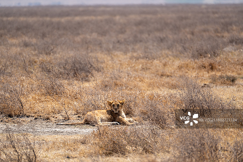 坦桑尼亚恩戈罗恩戈罗火山口午睡的小狮子图片素材