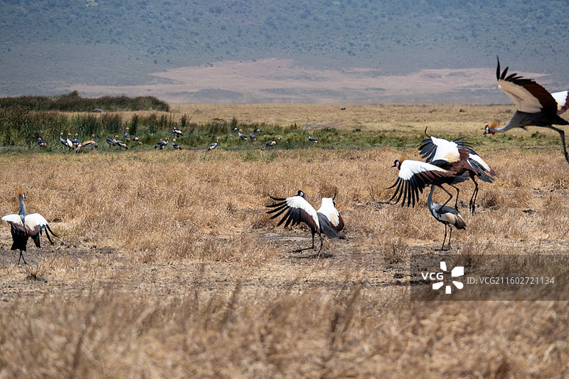 坦桑尼亚恩戈罗恩戈罗火山口的灰冠鹤图片素材