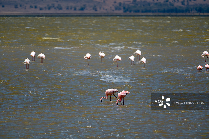 坦桑尼亚恩戈罗恩戈罗火山口的火烈鸟图片素材
