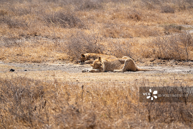 坦桑尼亚恩戈罗恩戈罗火山口午睡的小狮子图片素材