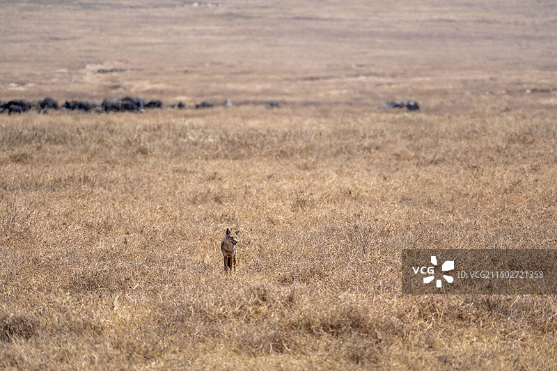 坦桑尼亚恩戈罗恩戈罗火山口的灰狼图片素材