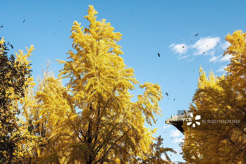 北京林业大学银杏大道图片素材