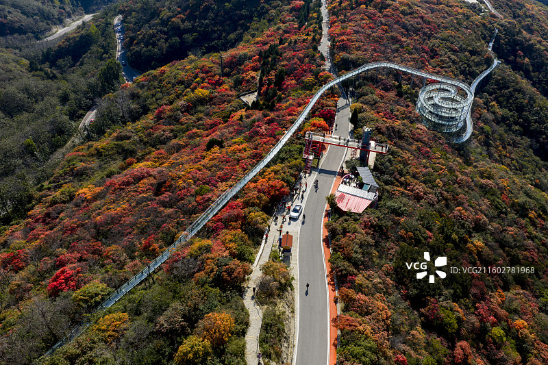 博山红叶柿岩秋色正浓图片素材