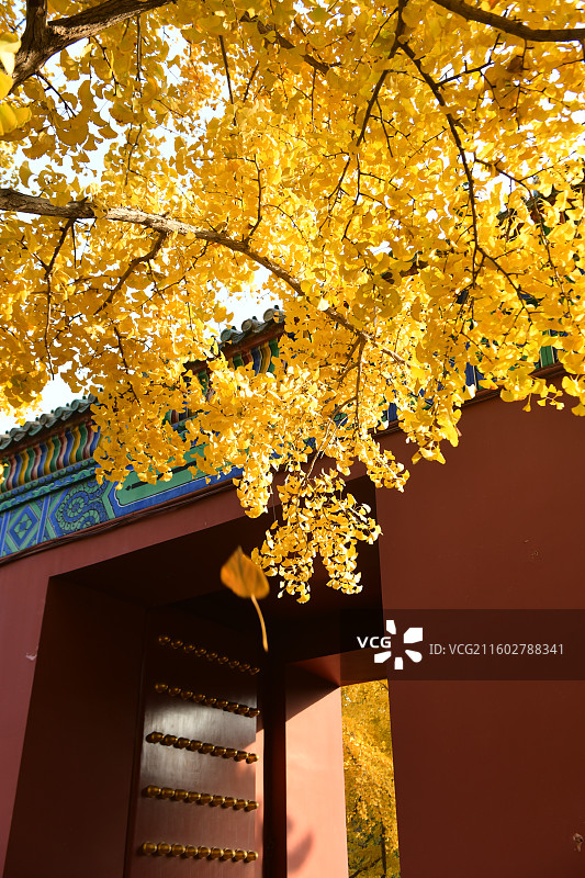 北京地坛公园秋天金黄色的银杏树红色枫树图片素材